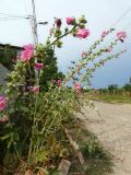 Alcea rosea