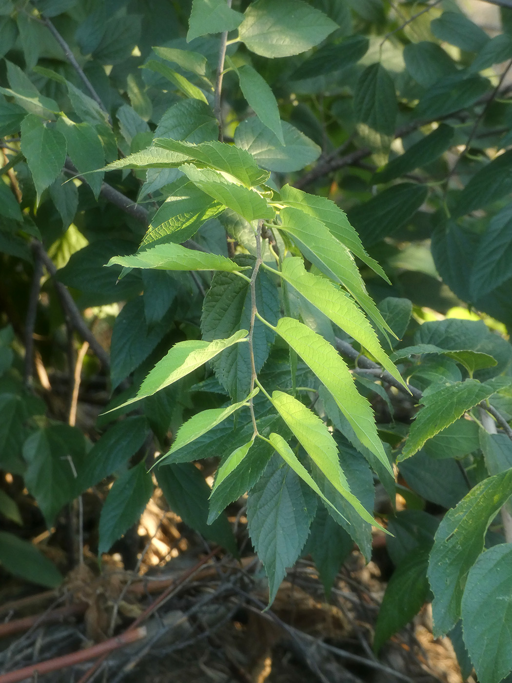 Image of genus Celtis specimen.