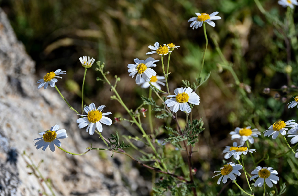 Image of Anthemis ruthenica specimen.