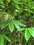 genus Sasa