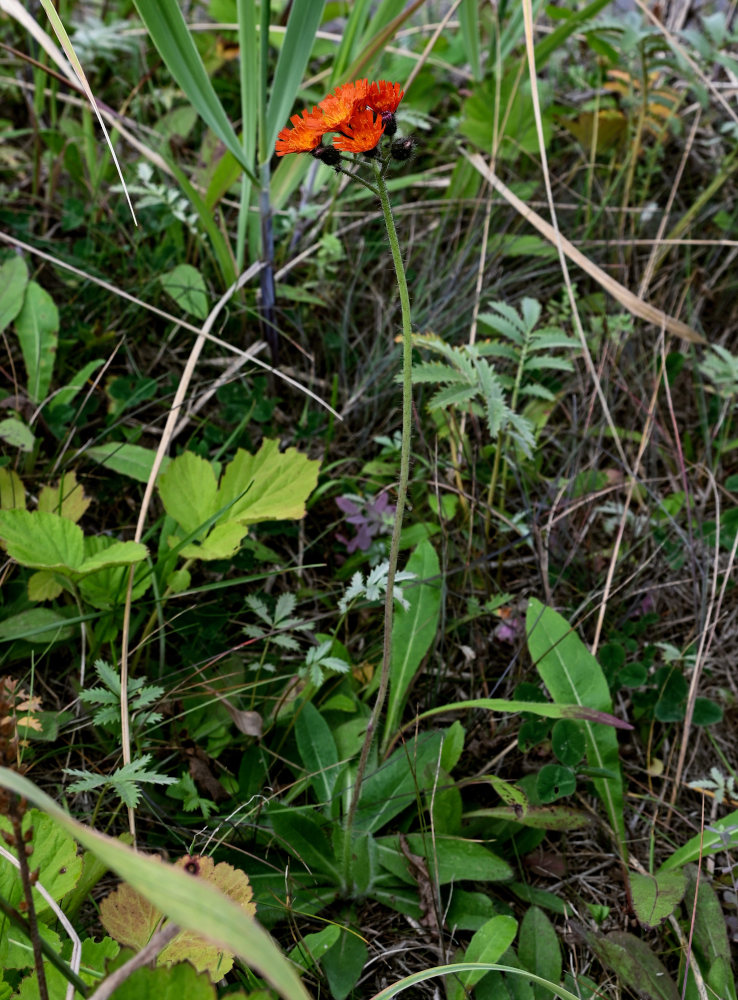 Изображение особи Pilosella aurantiaca.