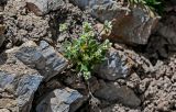 Draba altaica