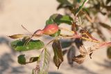 Rosa acicularis