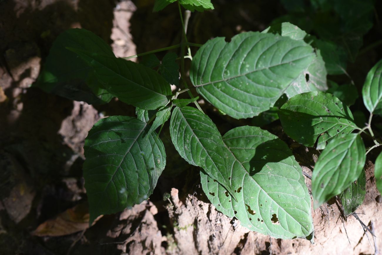 Image of Circaea lutetiana specimen.