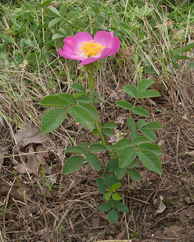 Изображение особи Rosa gallica.