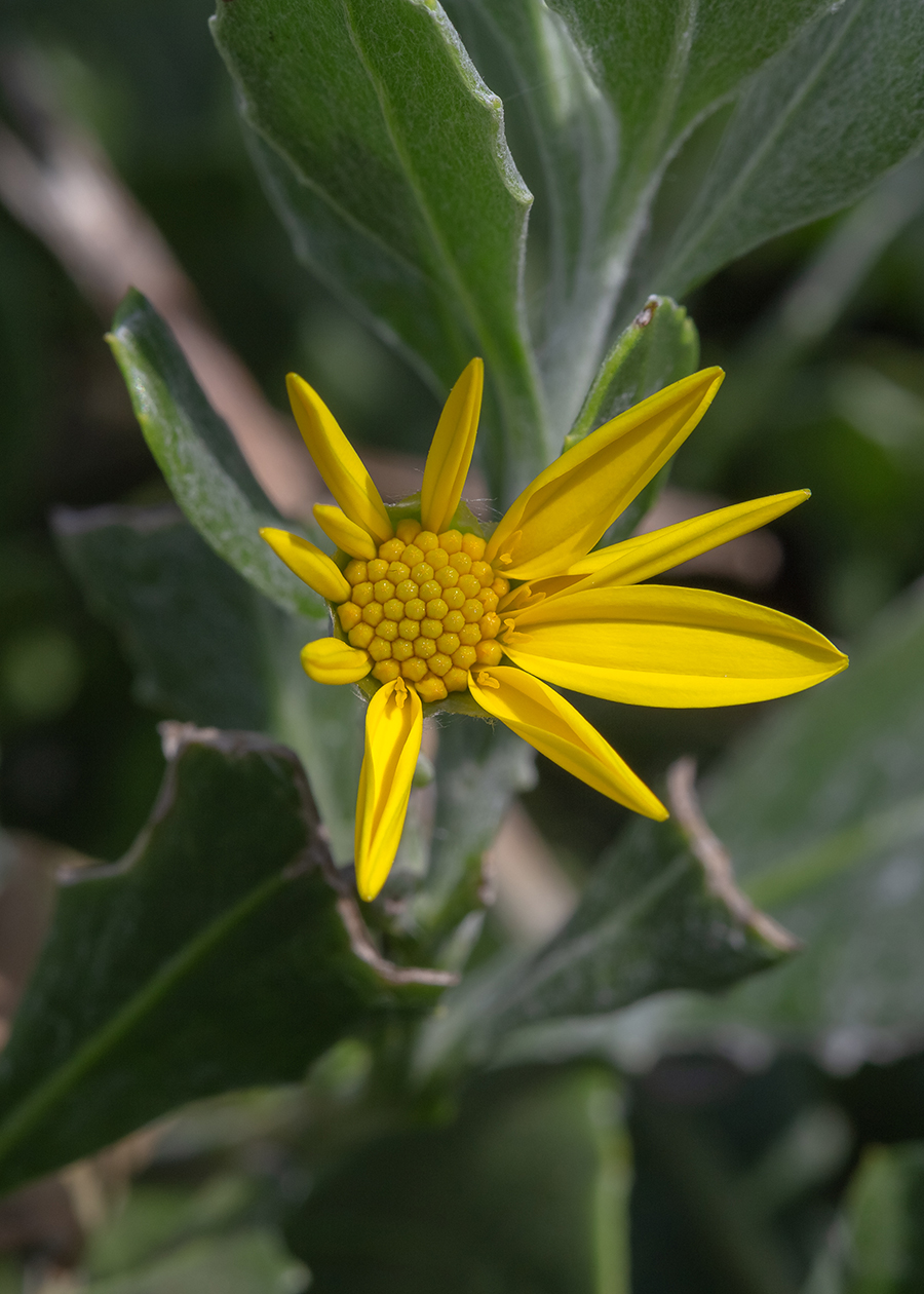 Image of Chrysanthemoides monilifera specimen.