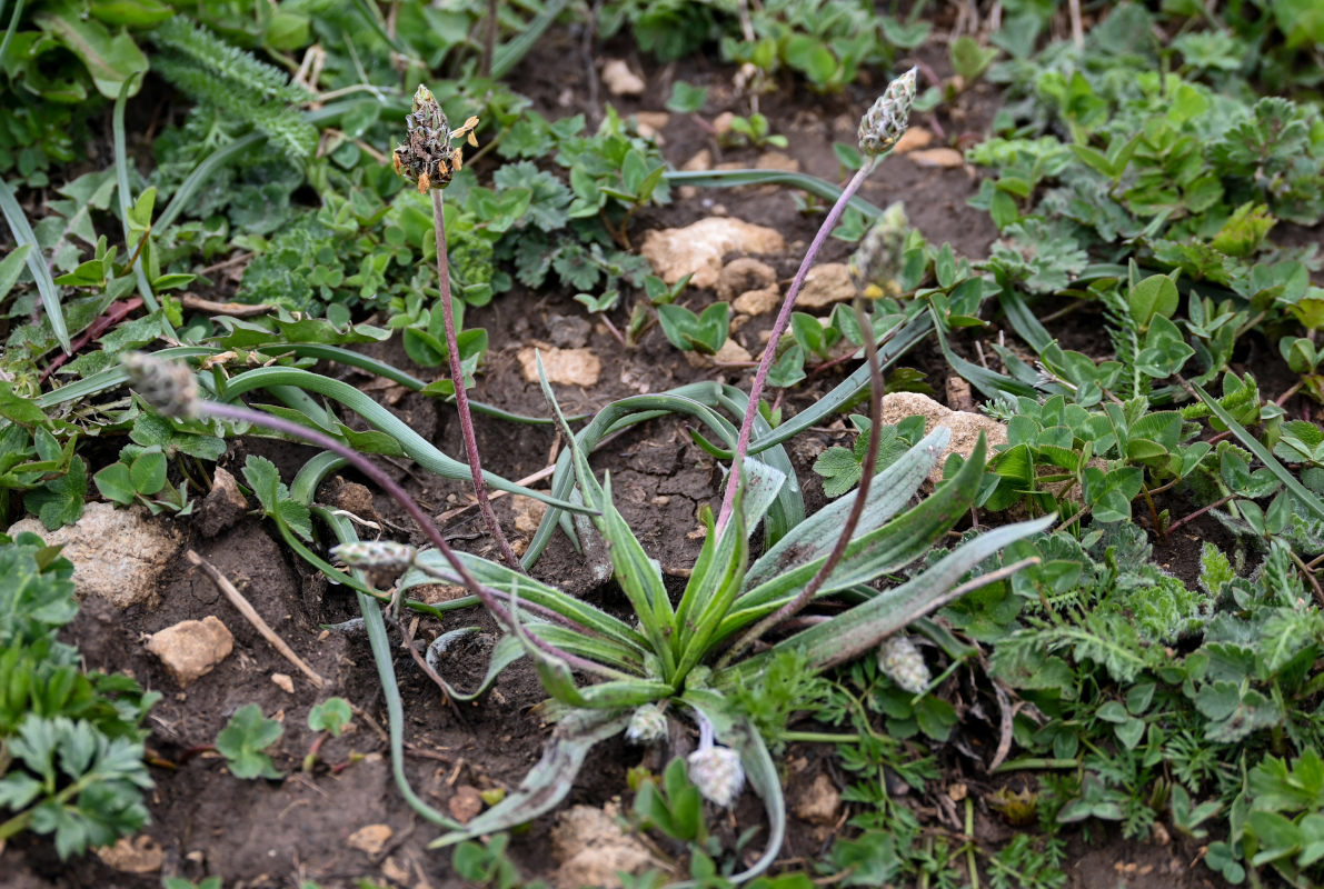 Изображение особи Plantago atrata.