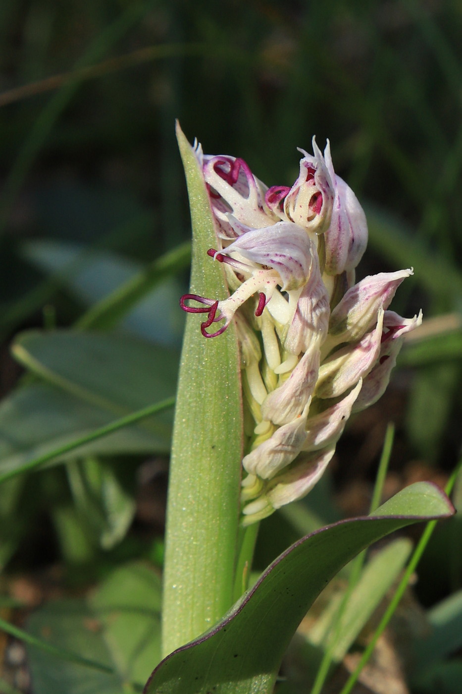 Image of Orchis simia specimen.