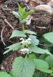 Lamium album