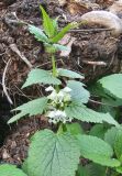 Lamium