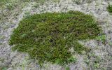 Empetrum sibiricum
