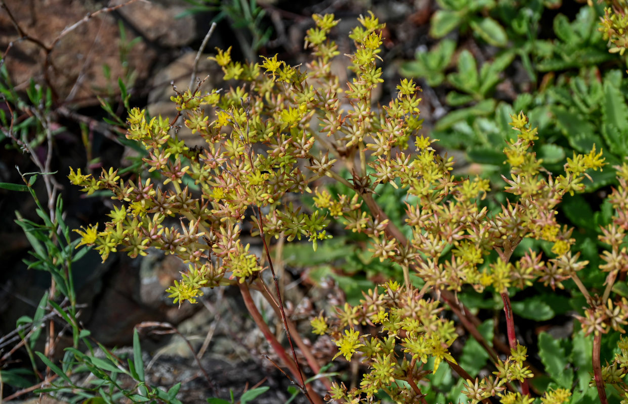 Изображение особи Aizopsis hybrida.