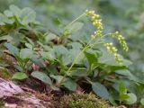 Chiastophyllum oppositifolium. Цветущее растение. Краснодарский край, Апшеронский р-н, гора Черногор, ≈ 1700 м н.у.м., скальное обнажение, на моховой подушке. 06.07.2019.