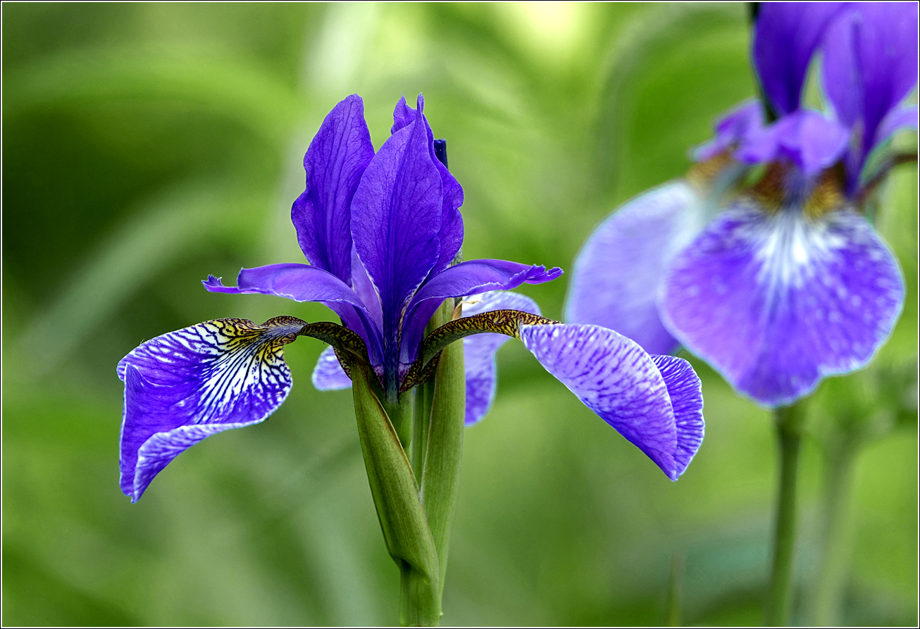 Image of Iris sanguinea specimen.