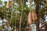 Kigelia pinnata