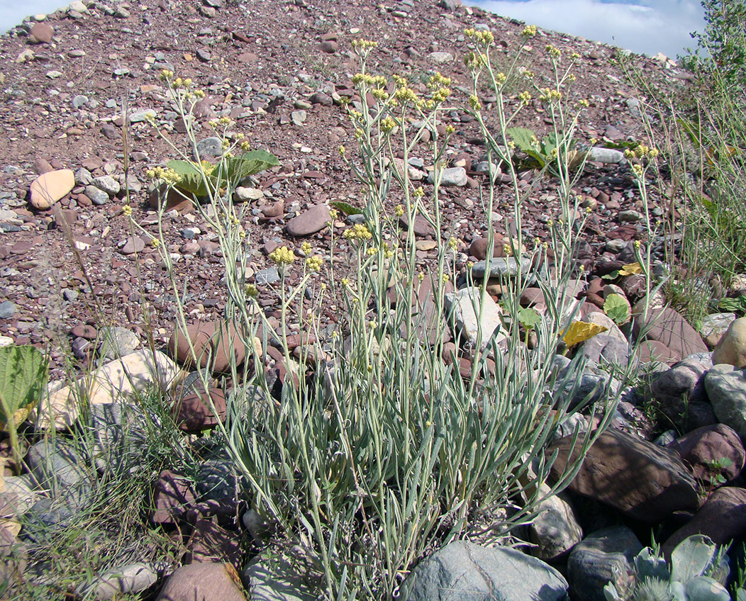 Изображение особи Helichrysum thianschanicum.