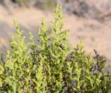 Kalidium caspicum