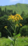 Tephroseris cladobotrys. Верхушка цветущего растения. Краснодарский край, м/о город-курорт Сочи, окр. с. Эстосадок, хр. Псехако, окр. Медвежьего перевала, поляна на верхней границе леса, выс. ≈ 1900 м н.у.м. 17 июня 2019 г.