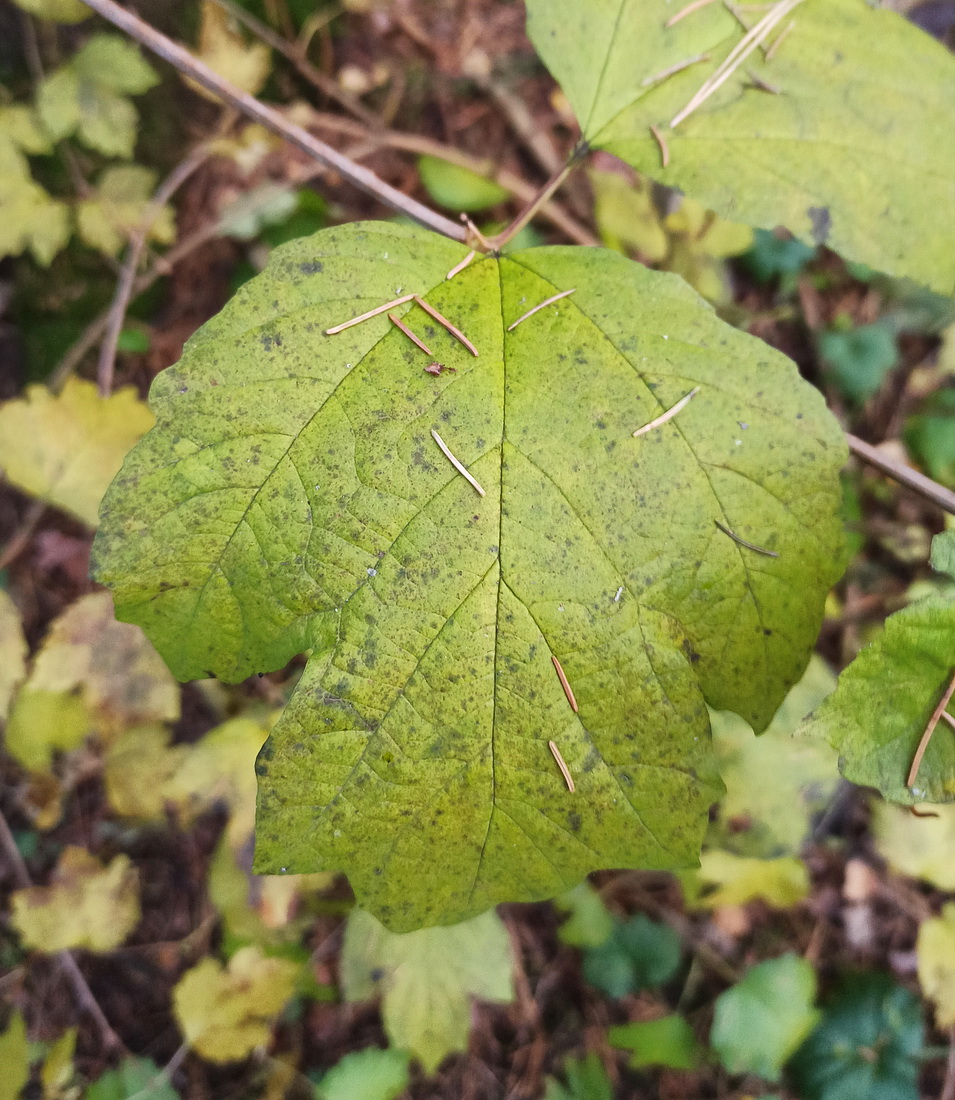 Изображение особи Viburnum opulus.