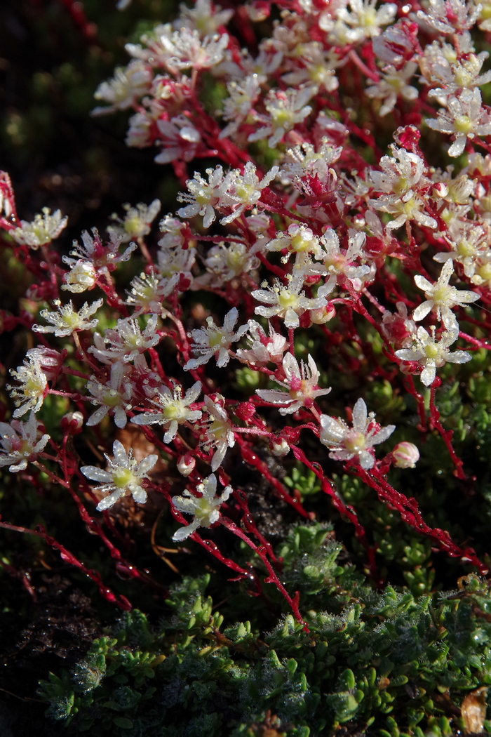 Image of familia Saxifragaceae specimen.