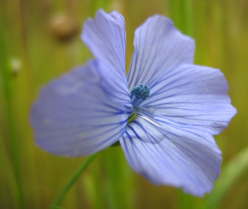 Image of Linum usitatissimum specimen.