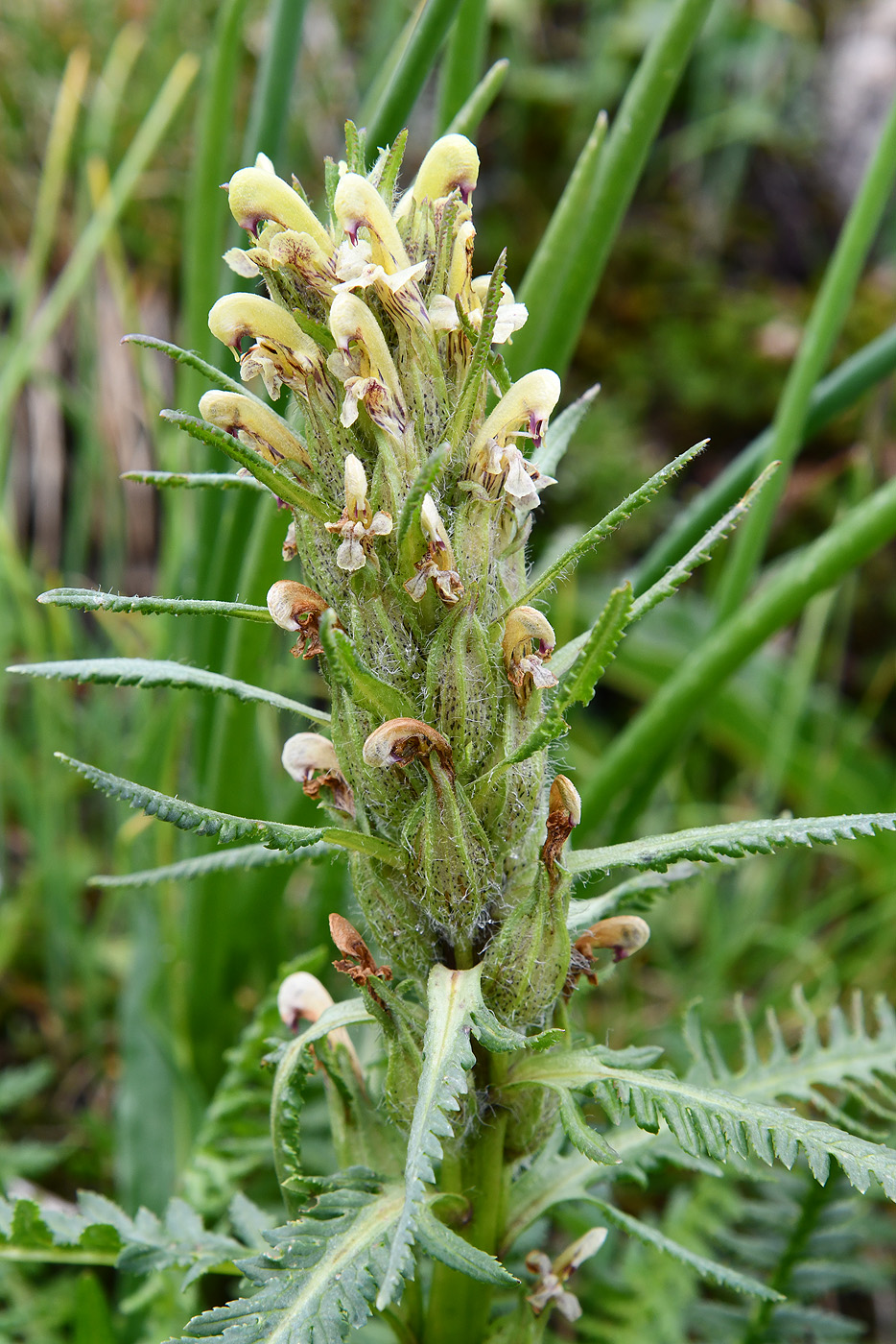 Image of Pedicularis pubiflora specimen.