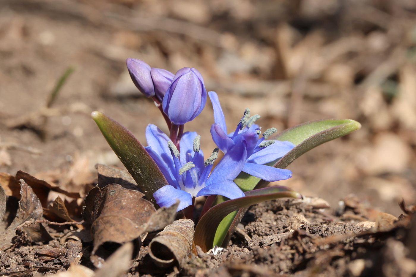 Изображение особи Scilla bifolia.