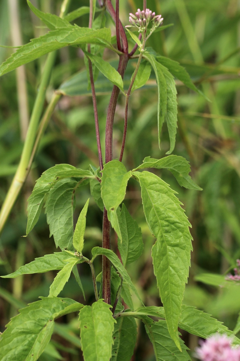 Изображение особи Eupatorium cannabinum.