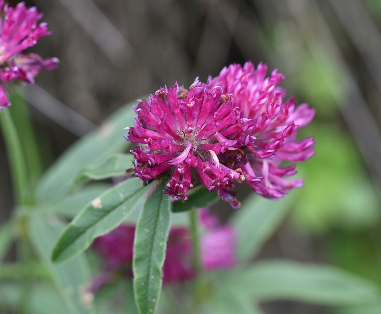Image of Trifolium alpestre specimen.
