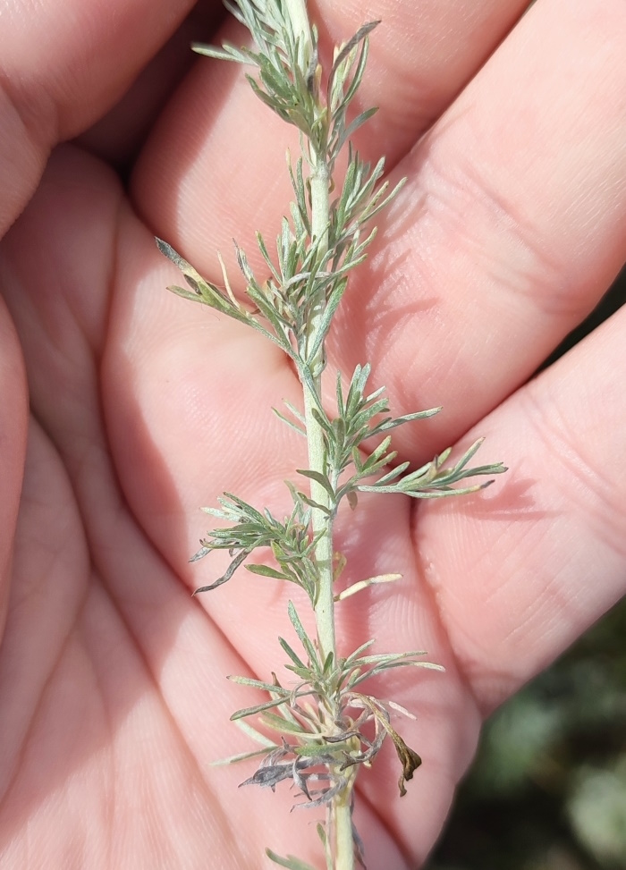 Изображение особи Artemisia austriaca.