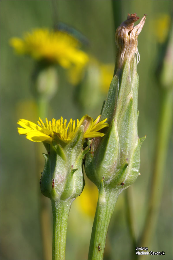 Image of Scorzonera laciniata specimen.