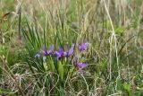 Iris ventricosa