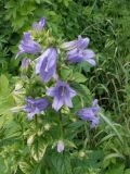 Campanula trachelium