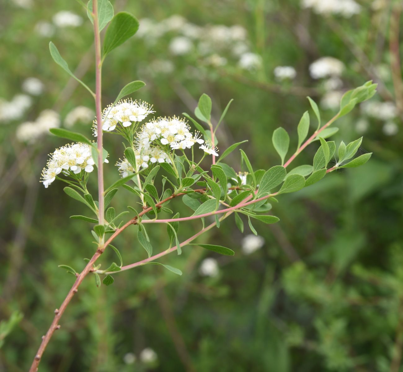 Image of Spiraea crenata specimen.