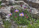 Aster alpinus