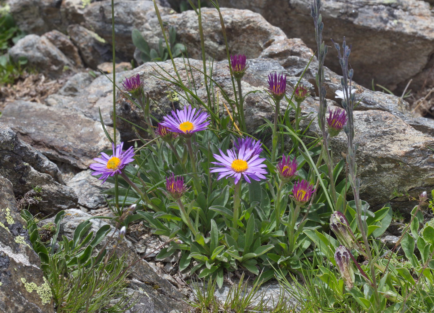 Image of Aster alpinus specimen.