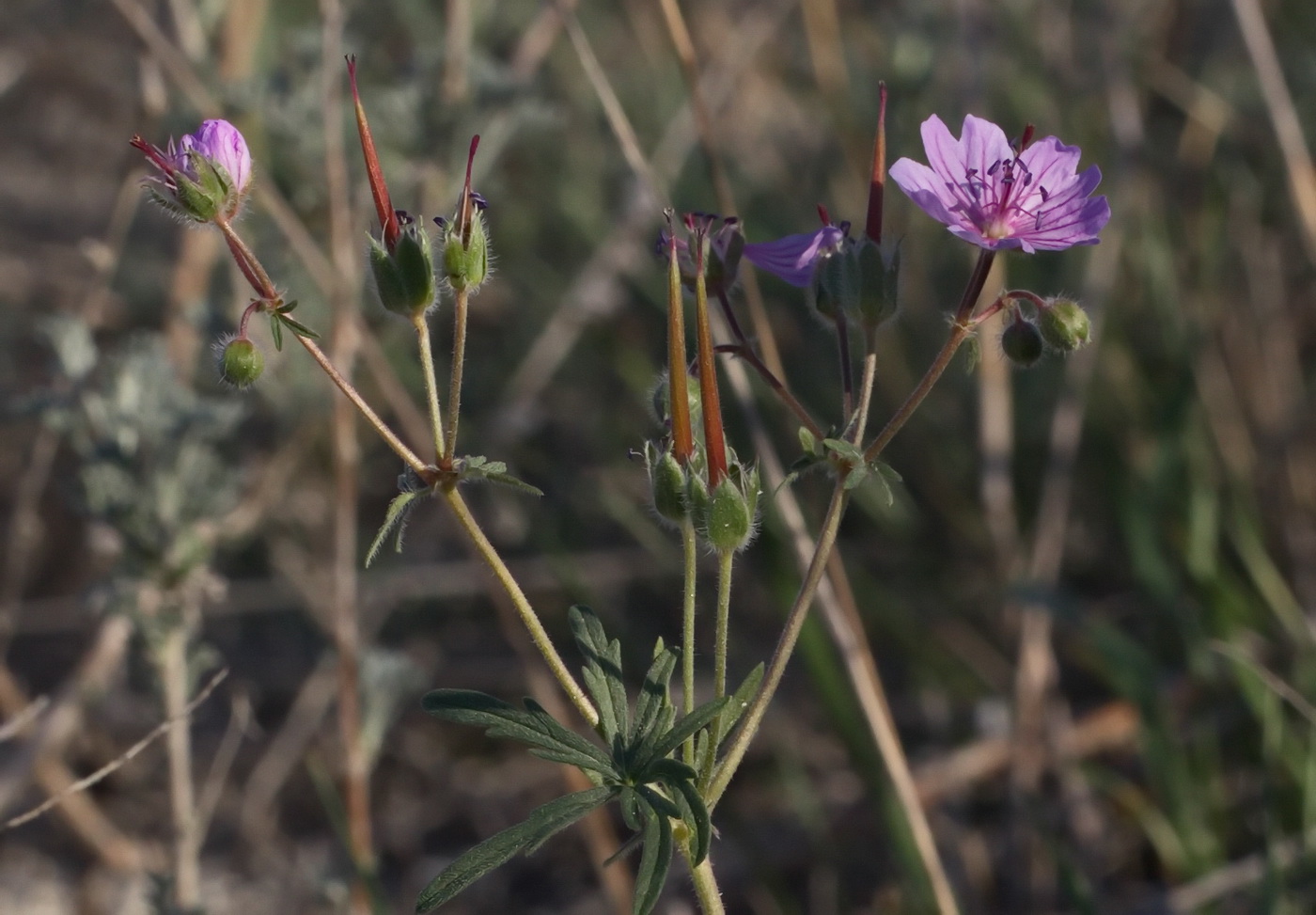 Image of Geranium transversale specimen.