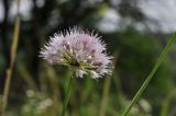 Allium prokhanovii