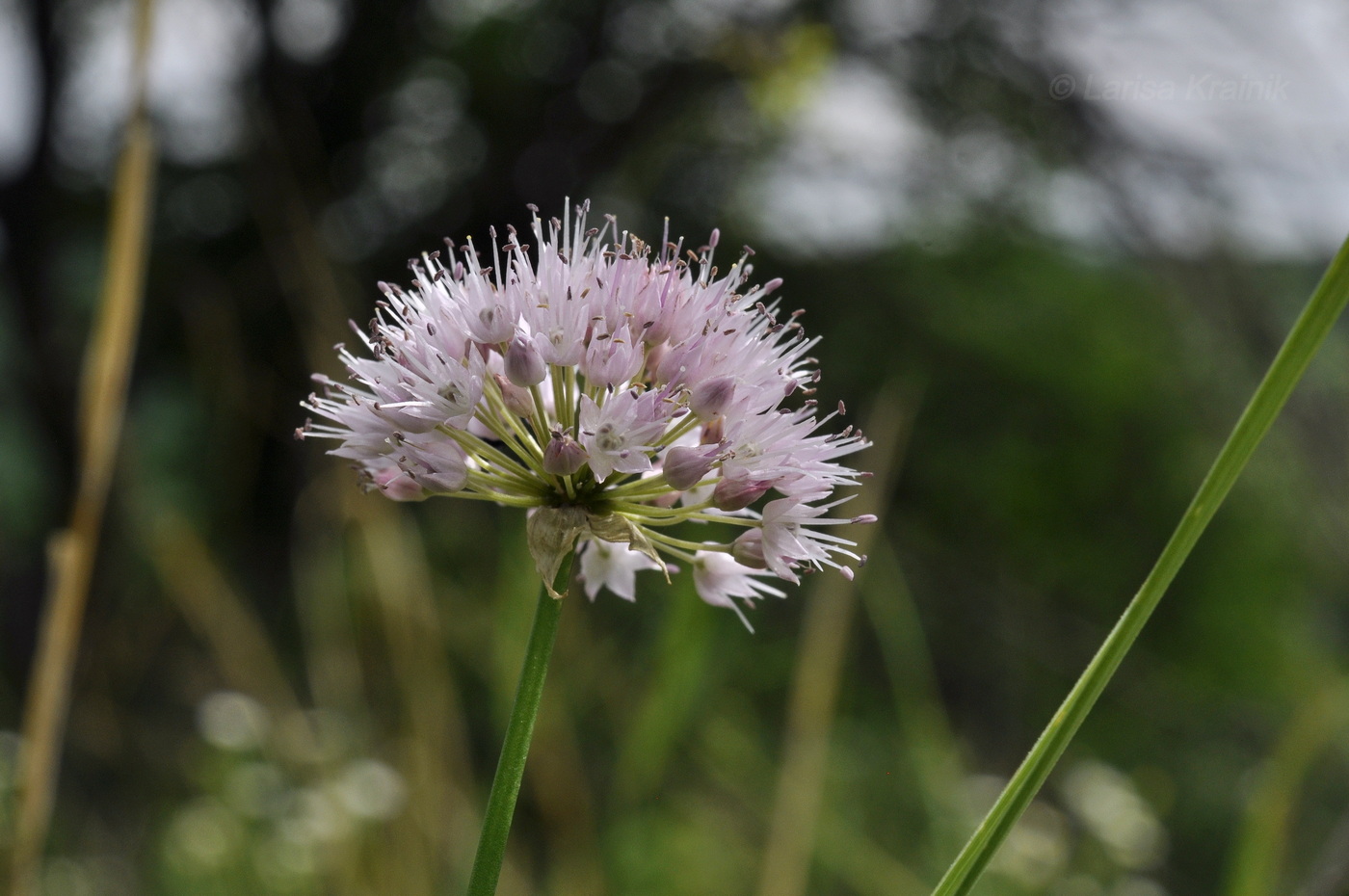 Image of Allium prokhanovii specimen.