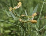 Lathyrus pratensis