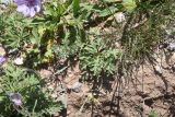 род Geranium