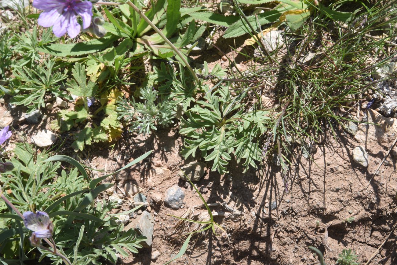 Image of genus Geranium specimen.