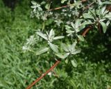 Elaeagnus angustifolia. Часть ветви с бутонами на молодом побеге. Турция, ил Ван, г. Ахлат, р-н Харабе Шехир, окраина старого сельджукского кладбища. 21 мая 2025 г.