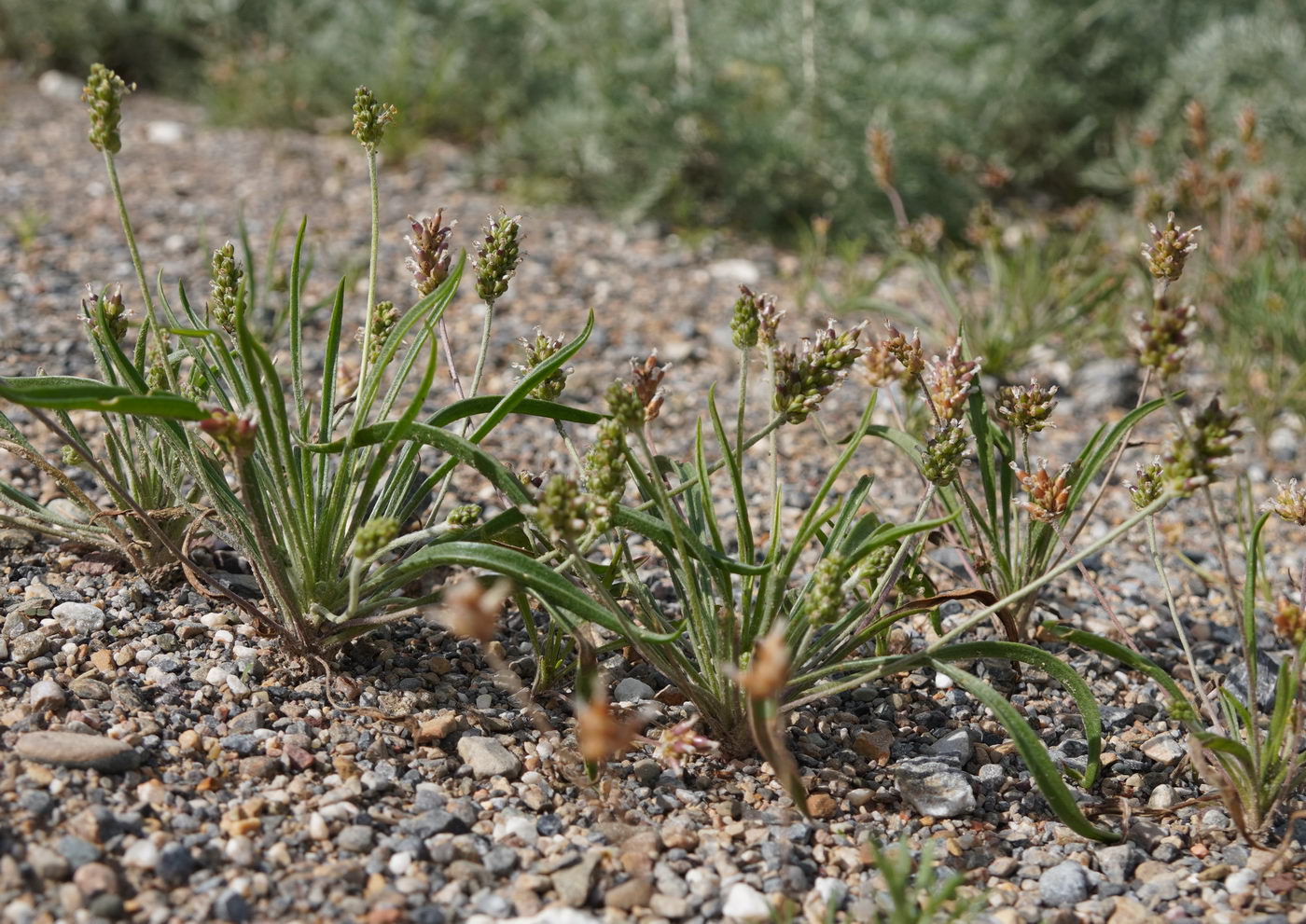 Image of Plantago minuta specimen.