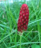 Trifolium incarnatum