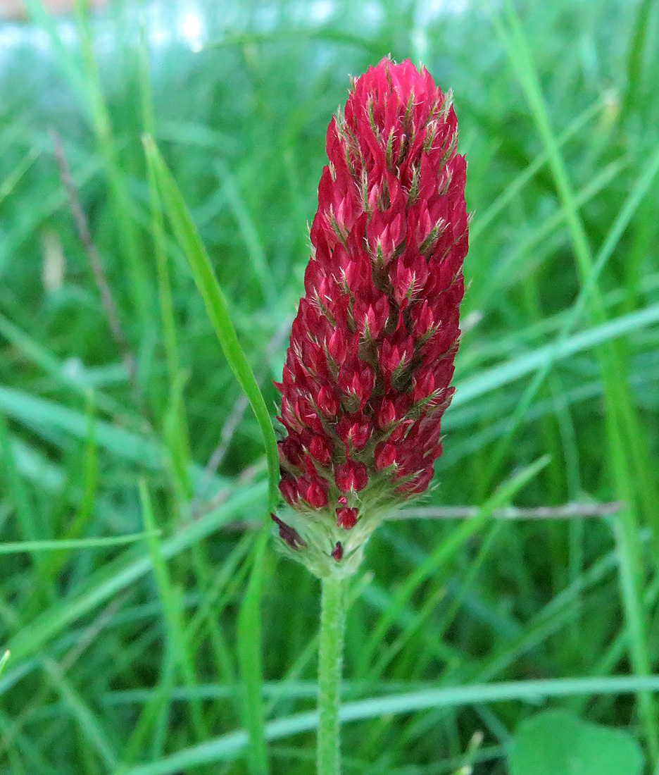 Image of Trifolium incarnatum specimen.