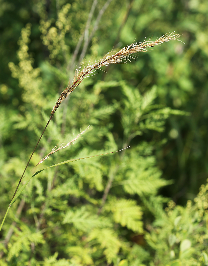 Изображение особи Achnatherum confusum.