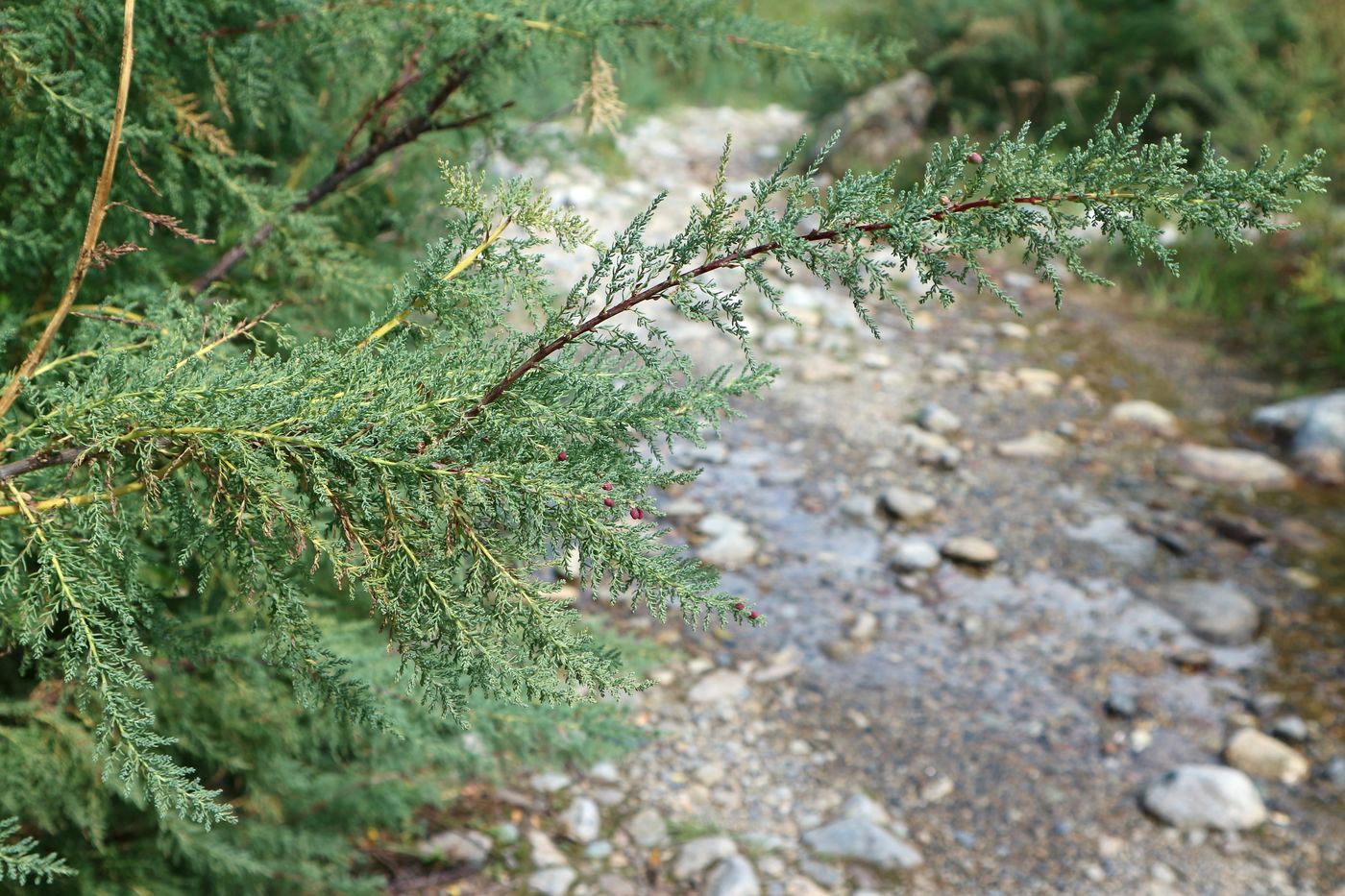 Image of Myricaria bracteata specimen.