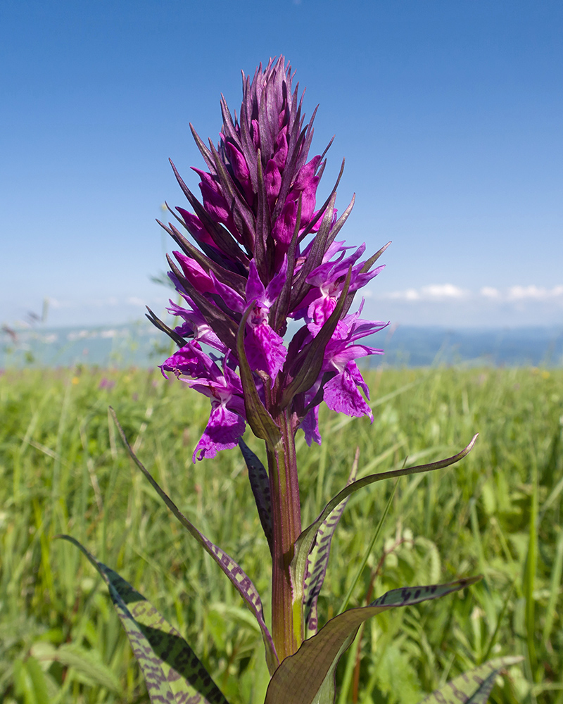 Изображение особи Dactylorhiza urvilleana.