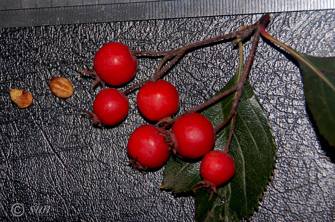 Изображение особи Crataegus chrysocarpa var. rotundifolia.